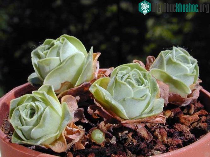 Dù nhìn ở bất cứ góc độ nào, hoa hồng mọng nước vẫn mang một vẻ đẹp thu hút, khó cưỡng. (Nguồn Bored Panda)
