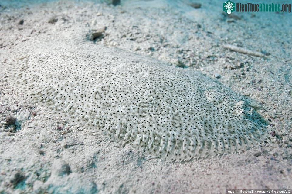Thật khó để nhận ra con cá bơn Red Sea Moses trên nền cát của biển Ai Cập.
