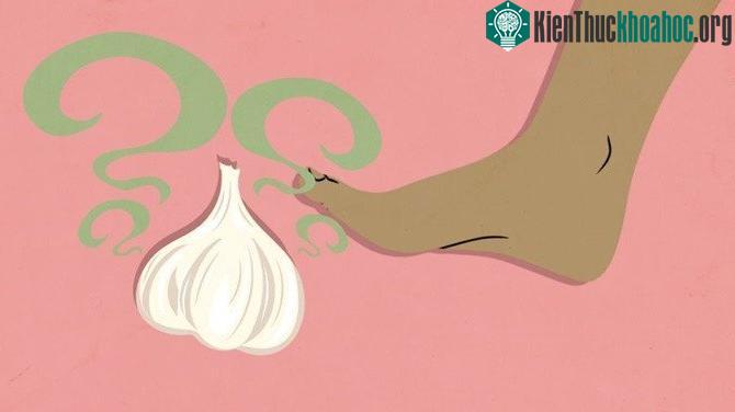 Hợp chất allicin có thể xâm nhập vào cơ thể của chúng ta qua da.