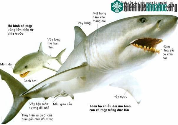 Cá mập trắng rất mạnh mẽ với những cú đớp nhanh như chớp và đầy uy lực.