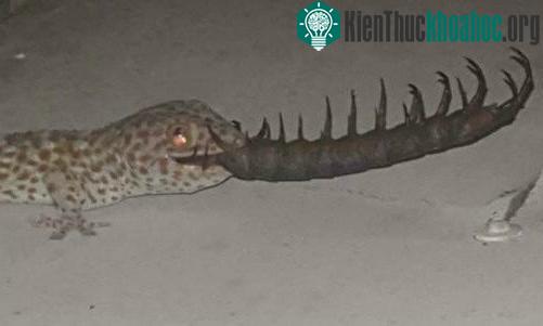 Trường hợp tắc kè ăn thịt rết rất hiếm khi được ghi nhận.