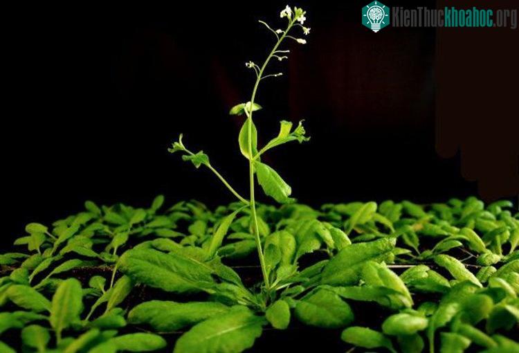 Sự phân chia trong "não cây" cũng là điều chủ chốt đối với chức năng của hạt.
