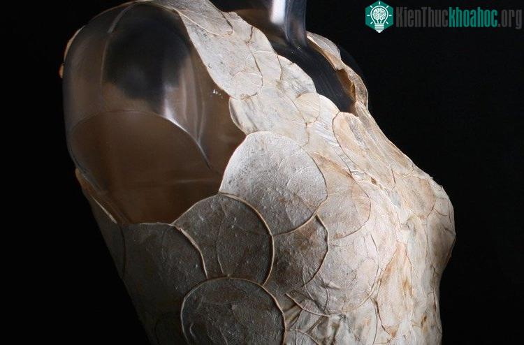 Trang phục được làm từ nấm. (Ảnh: Dezeen).