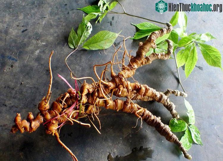 Đây là một trong những loại sâm có hàm lượng Saponin nhiều nhất.