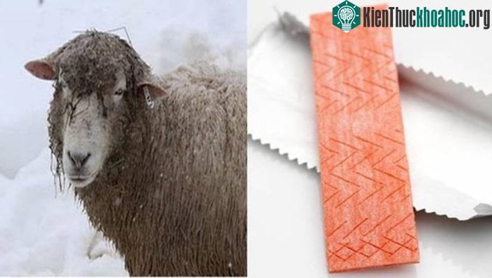 Kẹo cao su chứa nhiều lanolin, chất bài tiết giống như sáp trên da cừu.