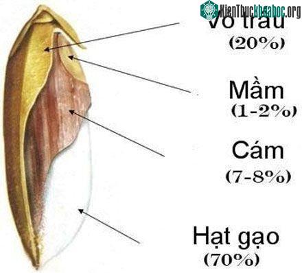 Cấu trúc hạt gạo. (Ảnh: hoathien).
