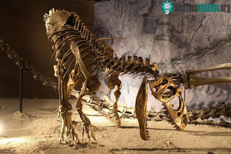 Hóa thạch khủng long Allosaurus. (Ảnh minh họa: Newsweek).