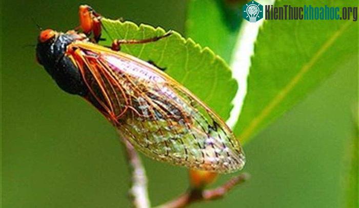 Sự rối loạn vòng đời này có thể giúp ve tránh kẻ săn mồi.