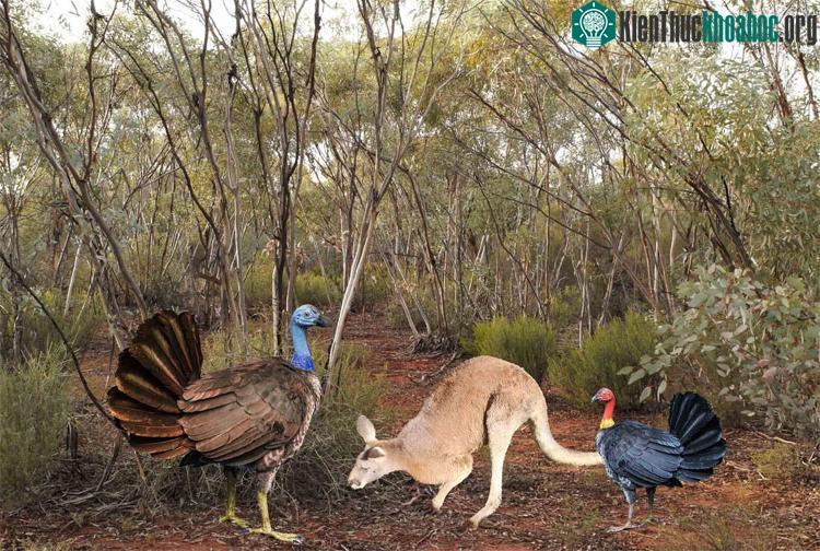 Hình ảnh gà tây cổ xưa Progura gallinacea (bên phải) cùng với một con kangaroo (ở giữa) và gà tây hiện đại (bên trái). (Ảnh: Đại học Flinders).