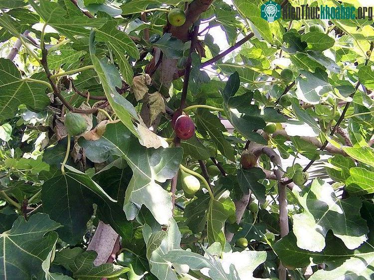Một trong các biện pháp quan trọng của Israel là thúc đẩy công nghệ giúp tiết kiệm nước. (Ảnh minh họa).