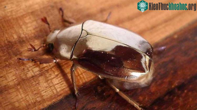 Bọ óng Trung Mỹ Chrysina resplendens.