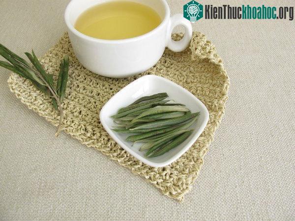 Lá ô liu chứa các chất chống oxy hóa mạnh và các enzim nhất định có đặc tính chống vi khuẩn. (Ảnh: Boldsky).