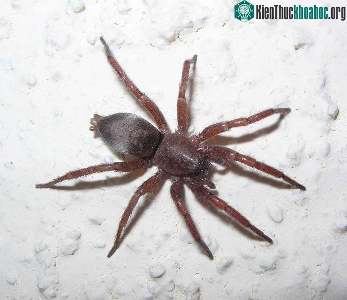 Nhện Gnaphosid.