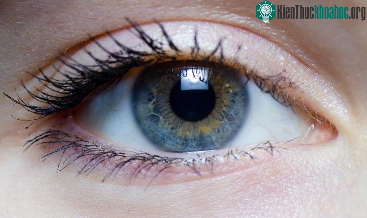 Mống mắt người giúp đo lượng ánh sáng đi vào võng mạc.