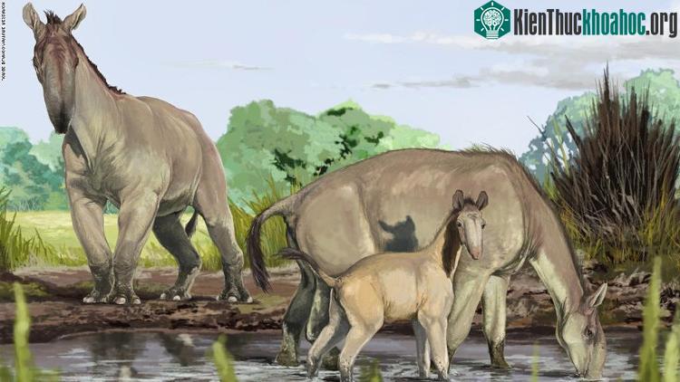 Loài Macrauchenia patachonica sống ở Nam Mỹ tuyệt chủng cách đây 12.000 năm. (Đồ họa: Jorge Blanco).