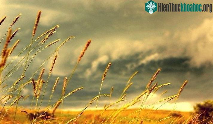 Gió là một hiện tượng trong tự nhiên hình thành do sự chuyển động của không khí trên một quy mô lớn.