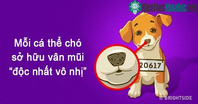 Cũng giống như dấu vân tay ở người, vân mũi của mỗi cá thể chó là "độc nhất vô nhị".