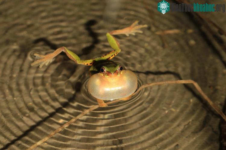 Ếch Hyla sanchiangensis ở miền đông Trung Quốc là hậu duệ của 1 trong 3 loài ếch đã vượt qua sự tuyệt chủng hàng loạt trên Trái Đất vào 66 triệu năm trước để phát triển trên toàn thế giới. (Ảnh: Pe...