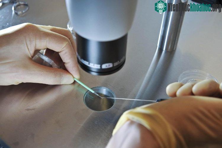 Hank Greely tin rằng thụ thai những đứa trẻ trong phòng thí nghiệm có thể trở thành một điều thông thường trong tương lai.