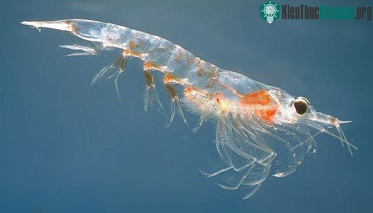 Sự kết hợp hoàn hảo của gió và thuỷ triều giúp cộng đồng krill phát triển mạnh mẽ.