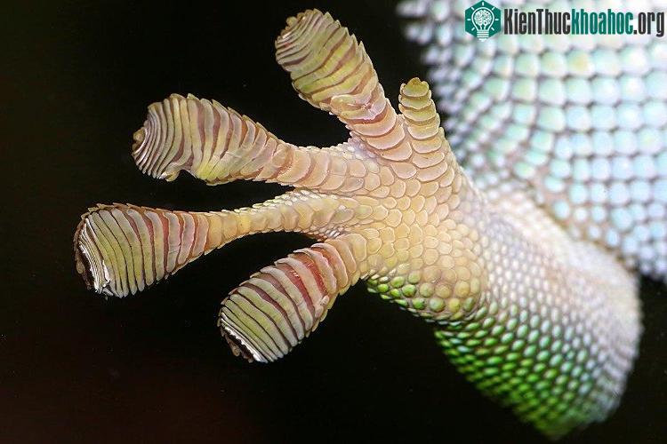 Bàn chân tắc kè với hàng triệu sợi lông cực nhỏ.