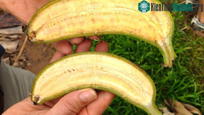 Giống chuối vàng mới.