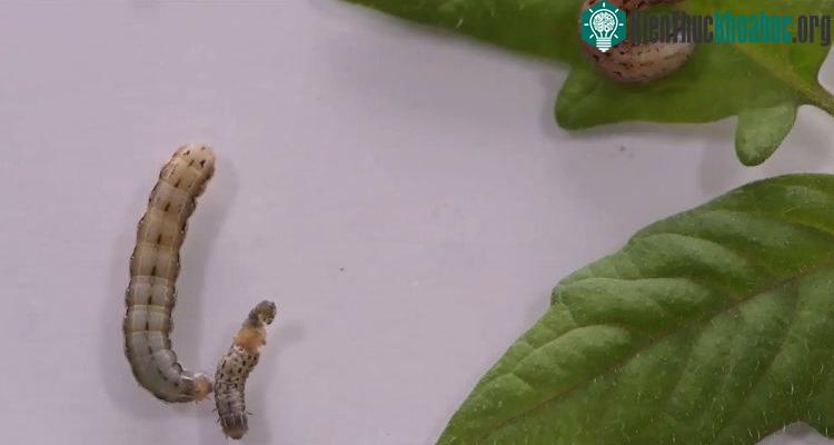 Sâu bướm Spodoptera exigua ăn thịt đồng loại khi thấy lá cây cà chua không còn ngon miệng.