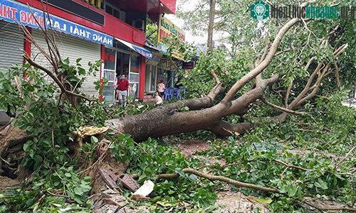 Cây ngã trên đường Sào Nam, thị xã Cửa Lò. (Ảnh: Nguyễn Hải).