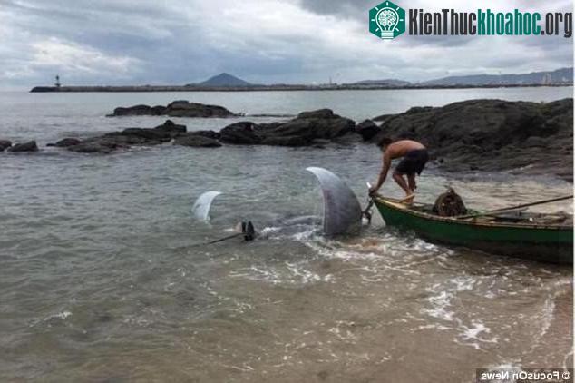 Con cá đuối kéo chiếc thuyền nhỏ của người ngư dân suốt hai tiếng.