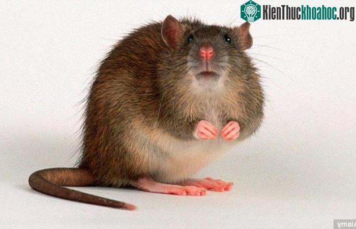 Đột phá này sẽ giúp việc thực hiện những nghiên cứu về bệnh tim trở nên dễ dàng hơn.