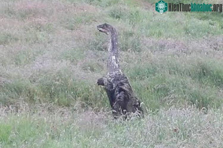 Quái vật kì lạ xuất hiện ở đồi Crow, làng Killearn, Scotland.