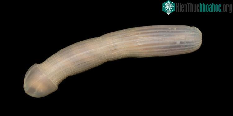 Các nhà khoa học gọi đây là loài "Peanut Worm".