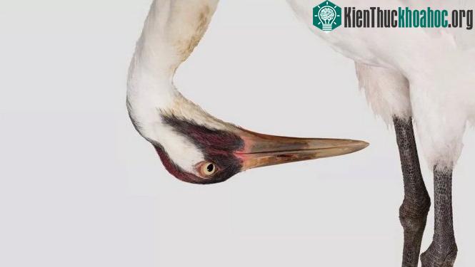 Sếu Mỹ - (Ảnh: Joel Sartore/Getty Images).