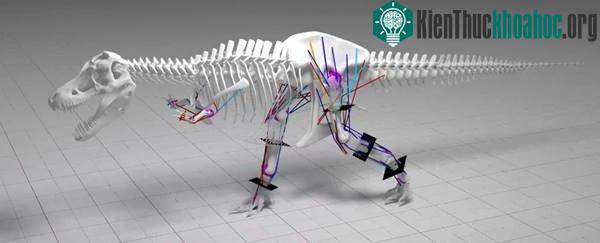 Mô hình T rex dùng trong nghiên cứu dựa trên một mẫu vật được khai quật năm 1987 gọi là BHI 3033 - (Ảnh: University of Manchester)