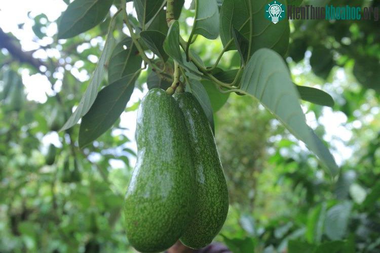 Nếu muốn chọn những trái bơ béo, ngậy nên chọn bơ vỏ màu xanh.