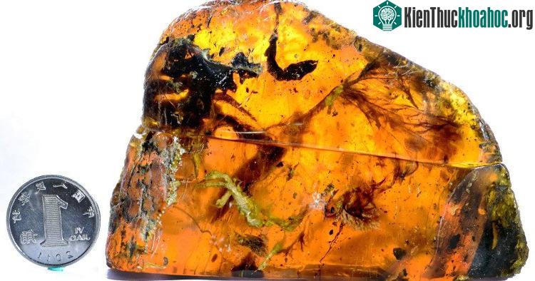 Con chim cổ có thể giống với loài chim hiện đại, nhưng có xương vai lạ.