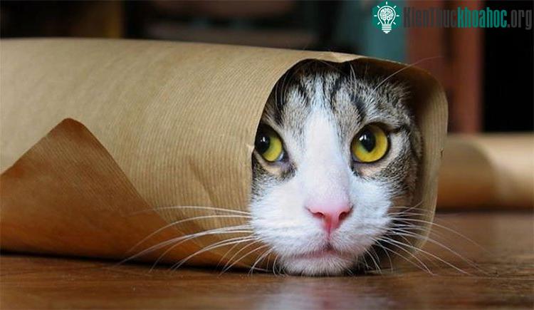 Mèo được thuần hóa từ quãng thời gian lâu hơn rất nhiều so với những gì con người tưởng tượng.