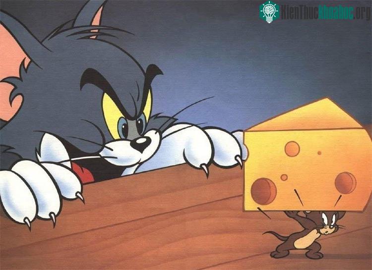 Trên phim diễn sâu vậy thôi chứ ngoài đời Jerry chẳng thích phô mai chút nào.