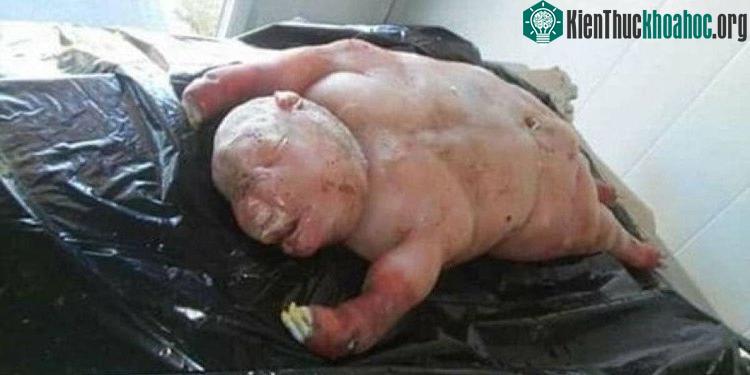 Con vật không có phần cơ thể nửa người như được mô tả mà chỉ là cừu non dị dạng chết yểu.