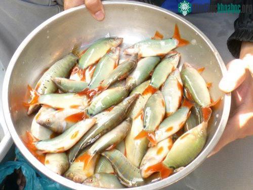 Cá heo nước ngọt có thân hơi xanh bóng, dài khoảng 10cm