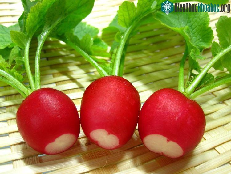 Đến củ cải đường khó nhằn nay cũng hấp dẫn lạ thường chỉ bằng cách mô tả chúng.
