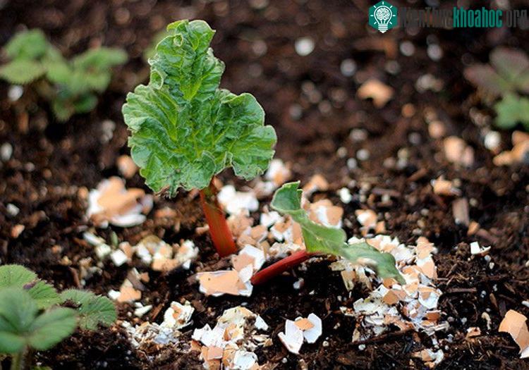 Vỏ trứng giúp hạn chế ốc sên cắn lá. (Ảnh: Poultryguide).