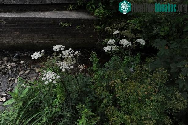 Loại cỏ này được mệnh danh là "cây độc nhất nước Anh" . (Ảnh: Wales Online).