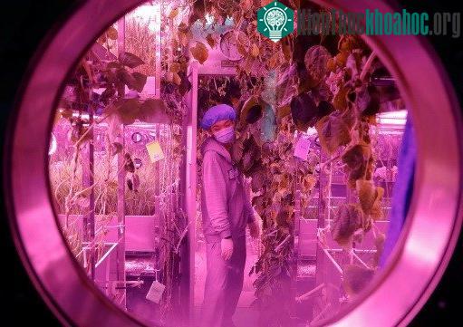 Cây cối và nước tiểu cũng được tái chế trên tàu không gian phục vụ con người. (Ảnh: SCMP).