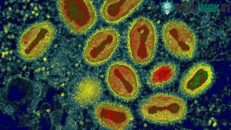 Việc giảm chi phí, đơn giản hóa quy trình và tìm cách tạo ra được ngày càng nhiều loài virus tổng hợp chỉ là vấn đề thời gian.