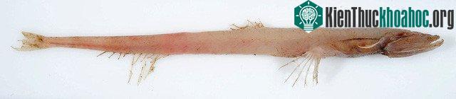 Đây là loài cá Shortarse Feelerfish.