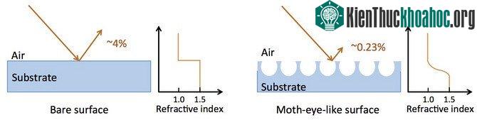 Ánh sáng chiếu tới mắt sâu bướm gần như được hấp thụ toàn bộ và chỉ phản xạ lại một phần rất nhỏ.