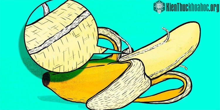 Các bó sợi phloem hoàn toàn có thể ăn được và giàu dinh dưỡng như phần chính của quả.