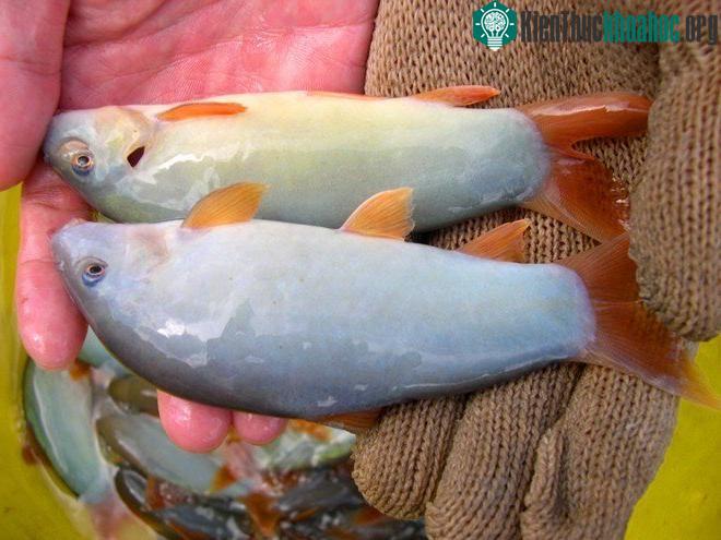 Khi bắt lên khỏi mặt nước, cá heo nước ngọt kêu nghe éc éc giống như tiếng heo nên người ta gọi là cá heo.