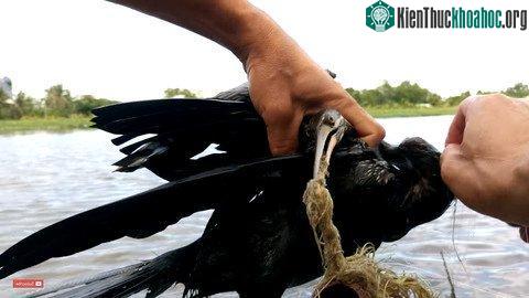 Phần dị vật bị kẹt ở mỏ khiến chú chim không bay được, cũng không ăn được.